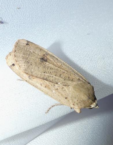 Noctua pronuba